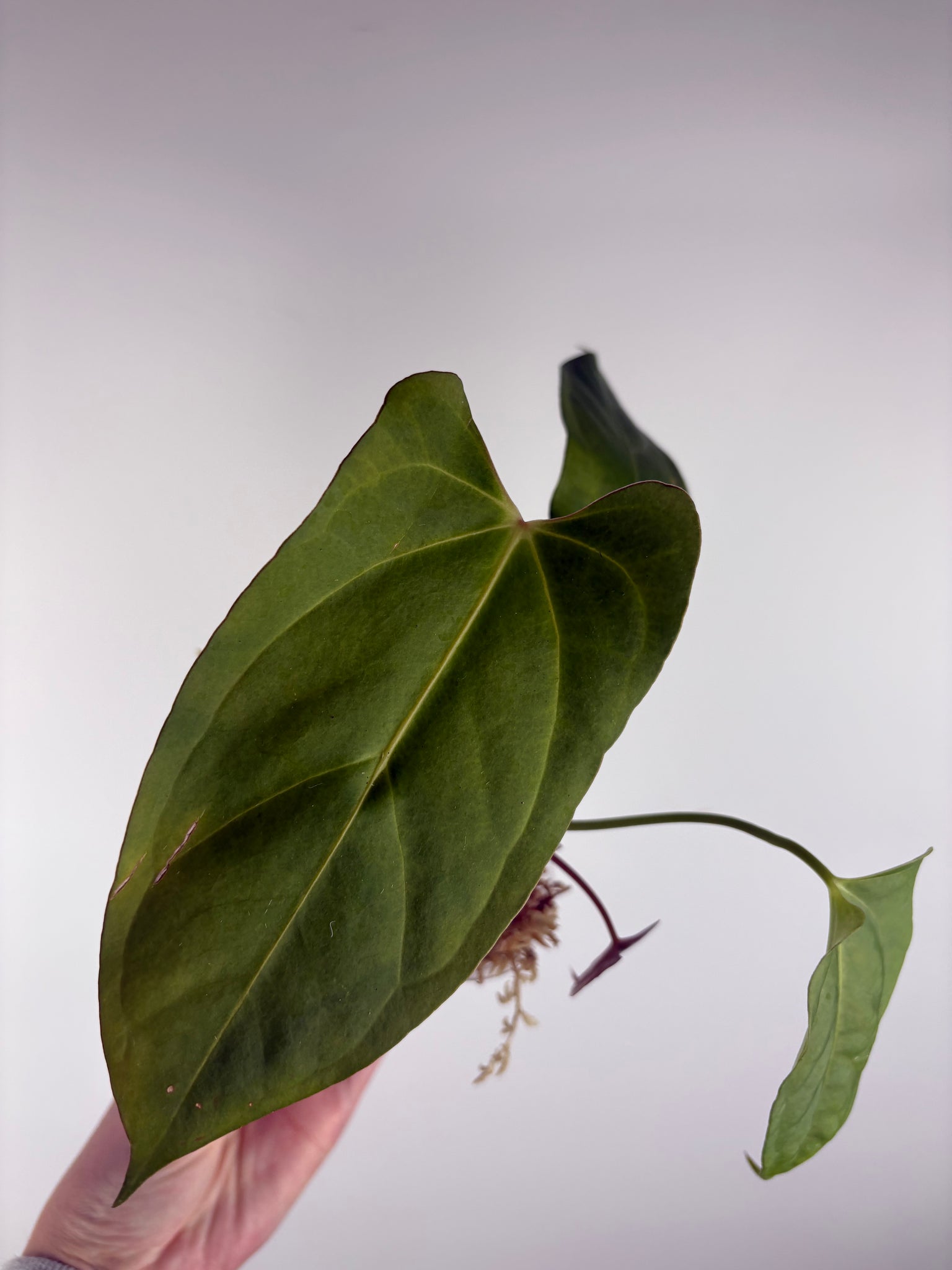 Anthurium dark pheonix x nero E