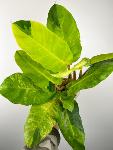 Philodendron jungle fever variegated B
