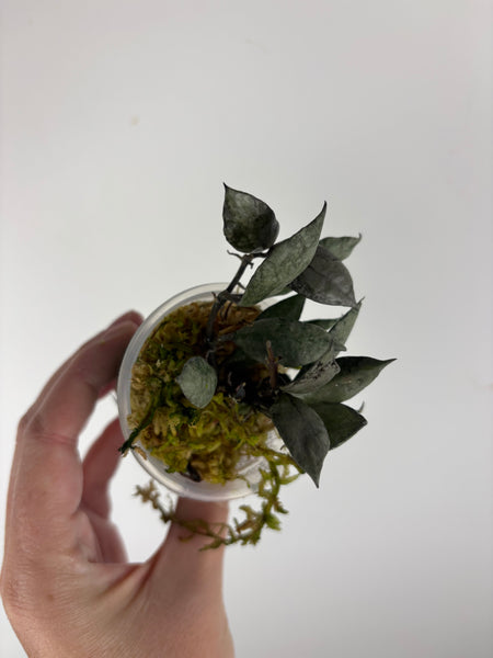 hoya lacunosa violet C