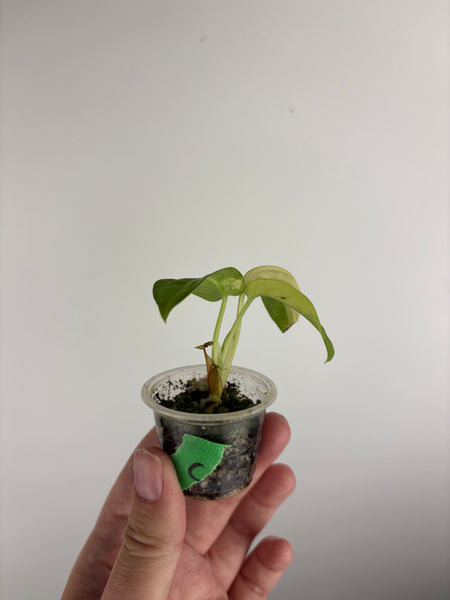 Monstera adansonii variegated C