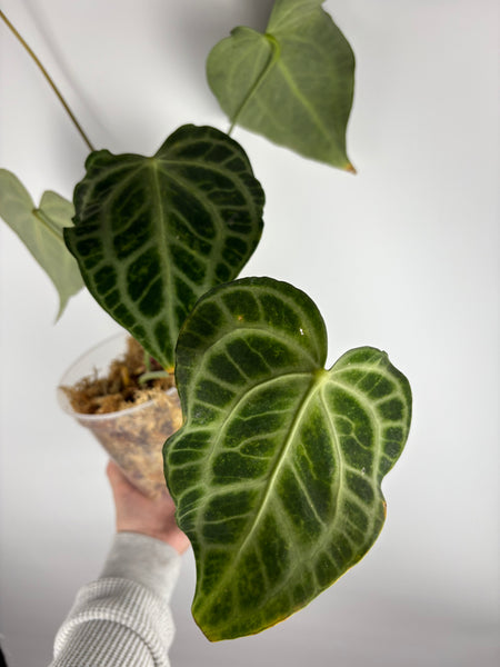Anthurium King clari original Indonesia - Large parent plant