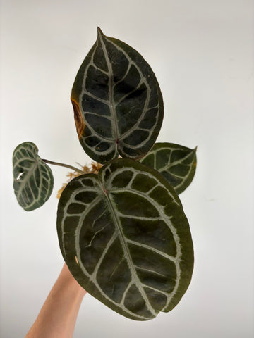 Anthurium black crystallinum 1