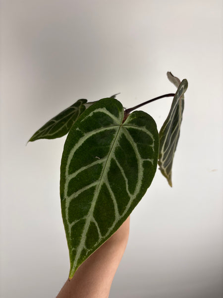 anthurium (red velvet cake x dark handsome) x dreamwaver (Thailand) A