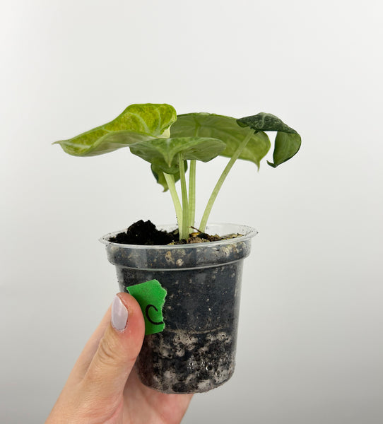 Alocasia ninja tricolor 3 inch pot C