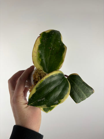 hoya latifolia albomarginata sp Borneo B