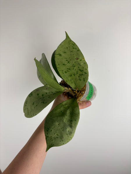 hoya crassipetiolata silver from seed