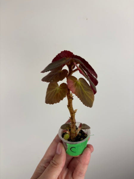 Begonia Withlacoochee variegated reverted C