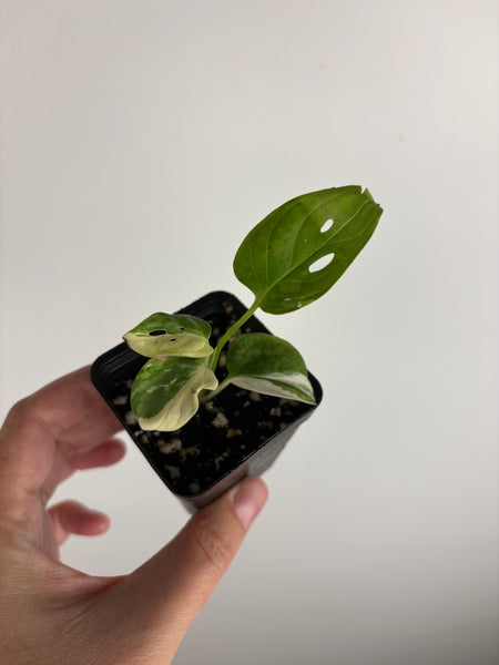 Monstera adansonii variegated