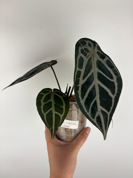 Anthurium black crystallinum mutation