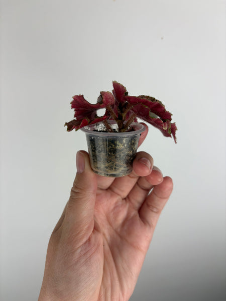 begonia ginny galaxy variegated B