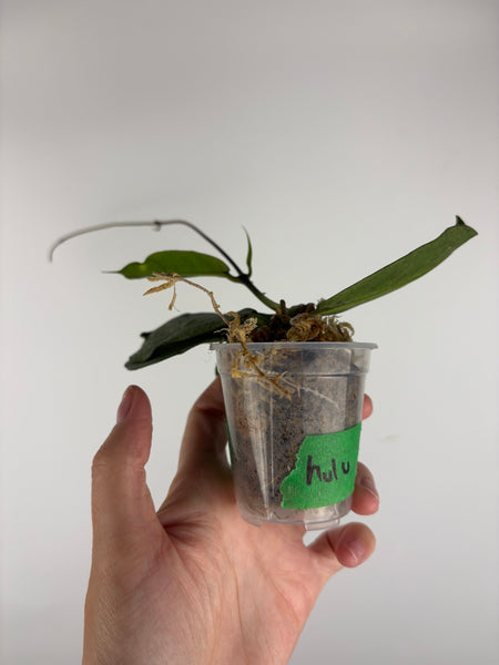 Hoya mitrata silver sp kapuas hulu 8
