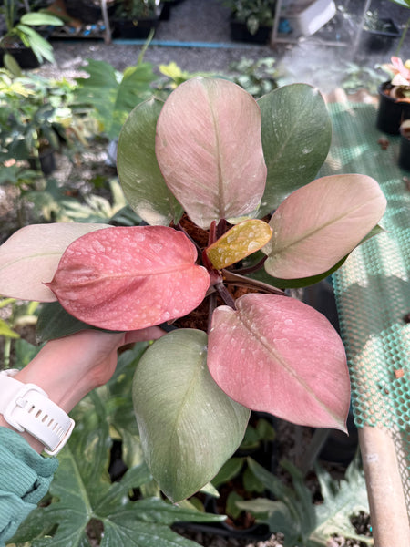 Philodendron cherry red pink mint