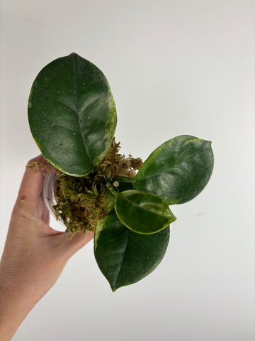 Hoya australis peridot 1