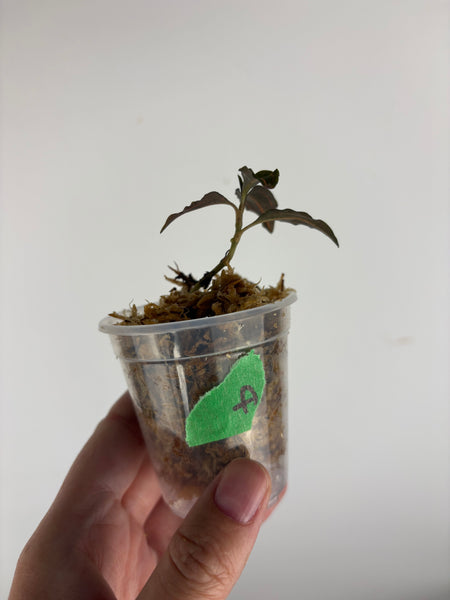 Jewel orchid sp papua A