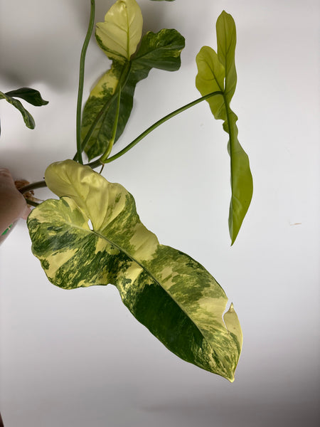 Philodendron Florida beauty x Paraiso var (Thailand) A