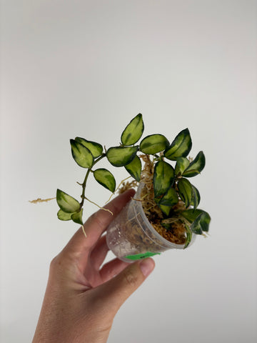 Hoya lacunosa Bruno 6