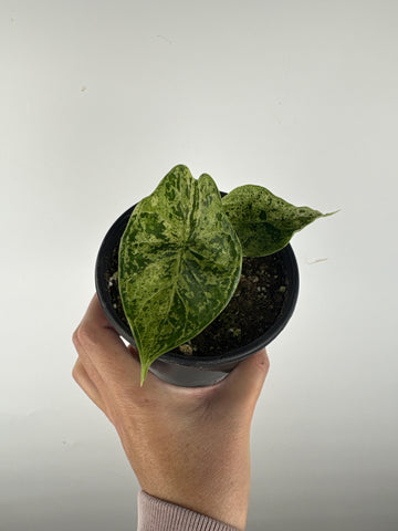 Alocasia dragon scale mint 4 inch B