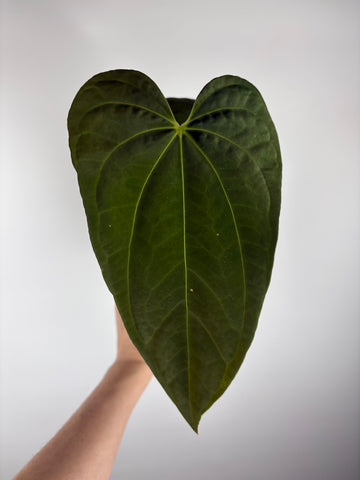 Anthurium papillilaminum (mint) x papillilaminum