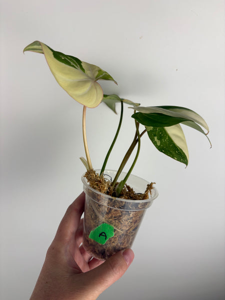 Philodendron gloriosum variegated small plant A