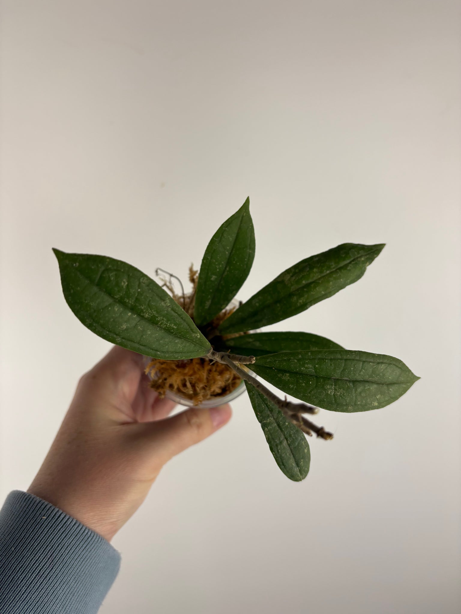 Hoya rigidifolia splash B