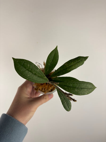 Hoya rigidifolia splash B