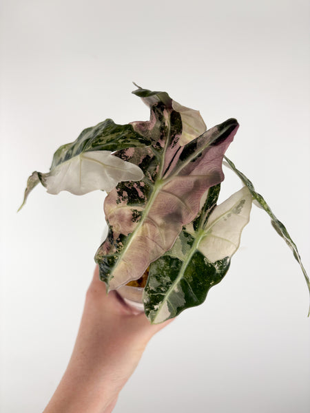 Alocasia amazonica polly variegated B