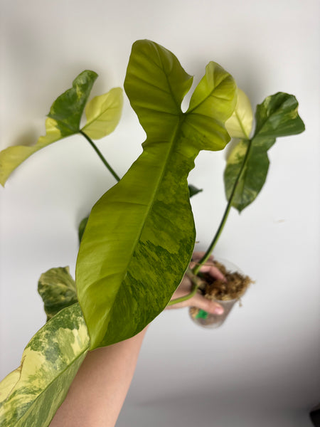 Philodendron Florida beauty x Paraiso var (Thailand) A