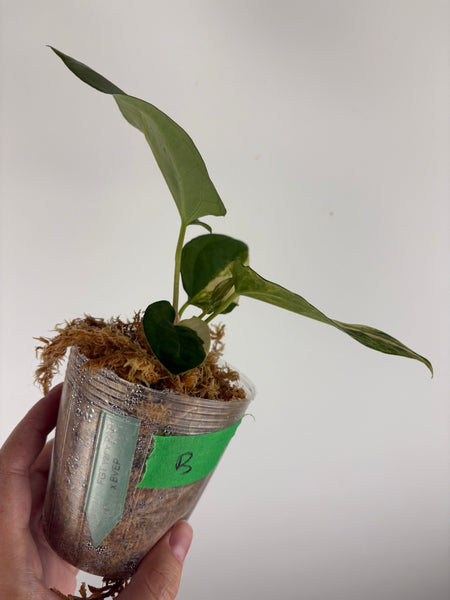 Anthurium forgetii x pap x bvep B (Thailand)