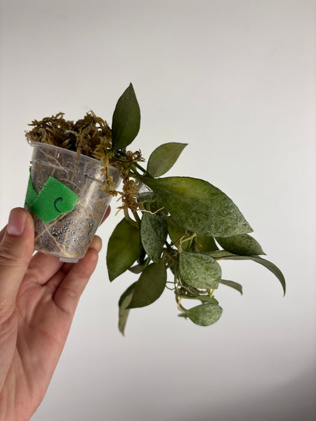 hoya lacunosa nirwana C