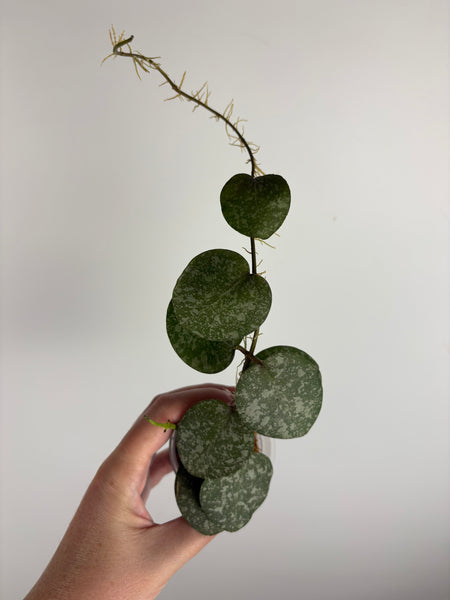 Hoya elliptica x imbricata