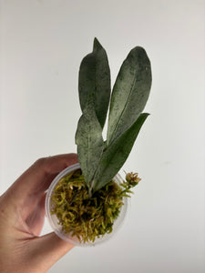 hoya amicabilis silver 4