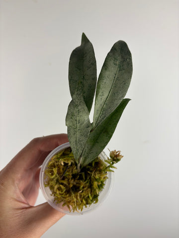 hoya amicabilis silver 4
