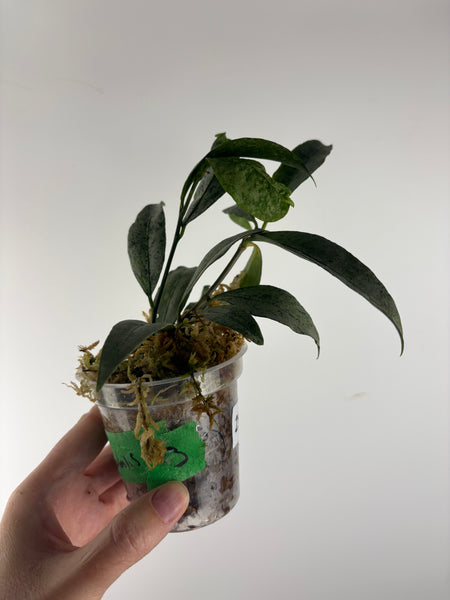 hoya amicabilis silver 3