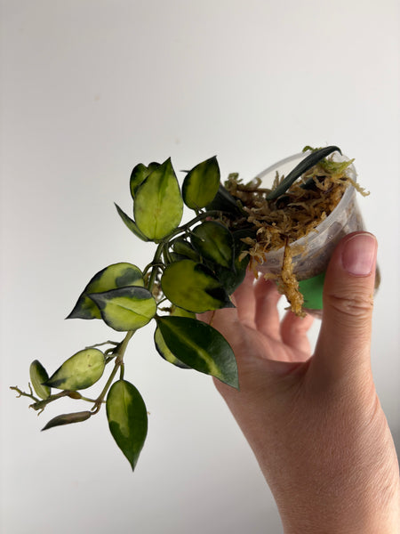 hoya lacunosa illumi C