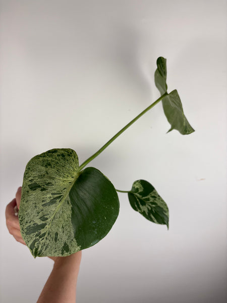 Monstera vietciosa (Thailand) B