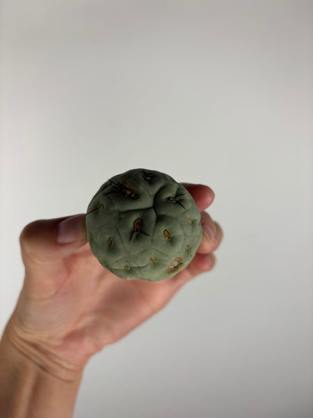 Tephrocactus geometricus 2