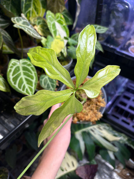 Anthurium clavigerum variegated