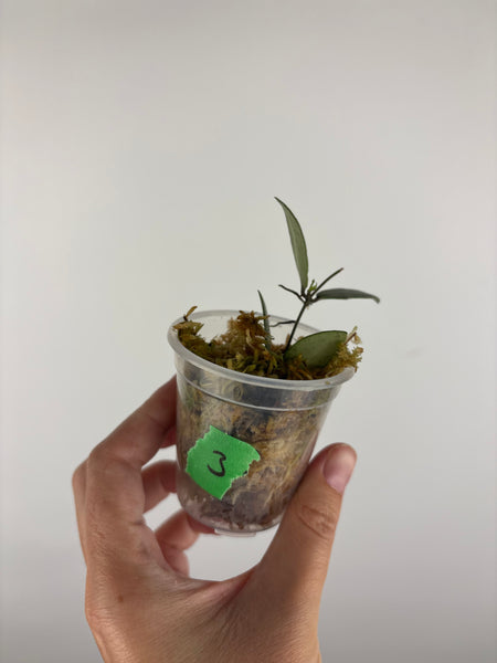 Hoya sp. Kalimantan ('Mini Coin' silver) 3