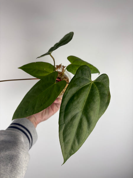 Anthurium Chimera x black sweet B