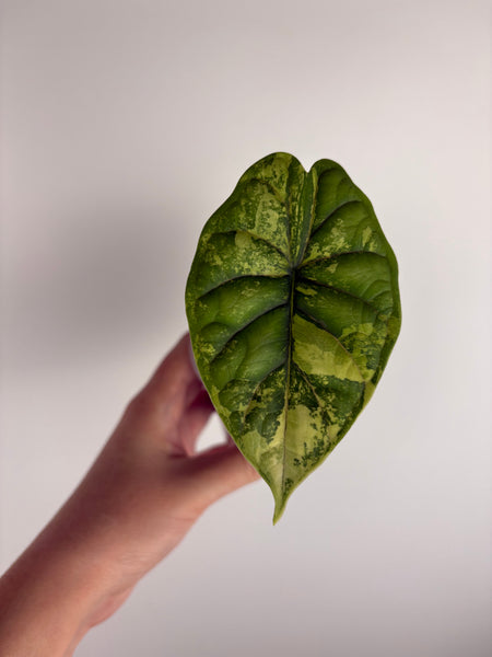 Alocasia dragon scale variegated