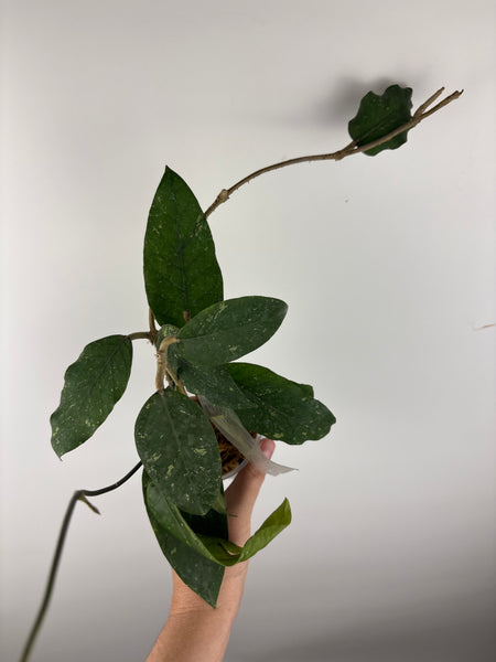 Hoya sp aceh NOID