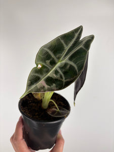 Alocasia Watsoniana albo variegated E