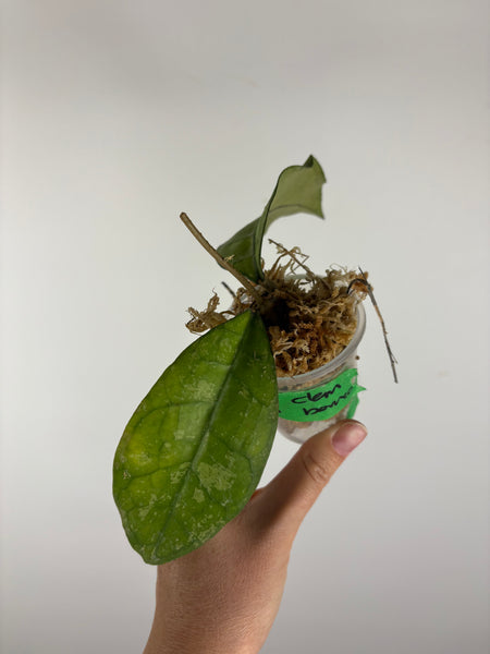 Hoya Clemensiorum Borneo splash 1