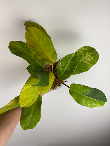 philodendron jungle fever variegated (Thailand)