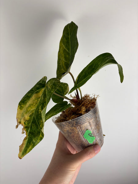 Anthurium papillilaminum variegated x Carlablackiae (Thailand) A