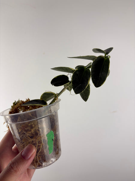 Hoya cumingiana Albo 1