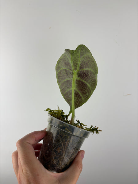 Alocasia prince of curup 2