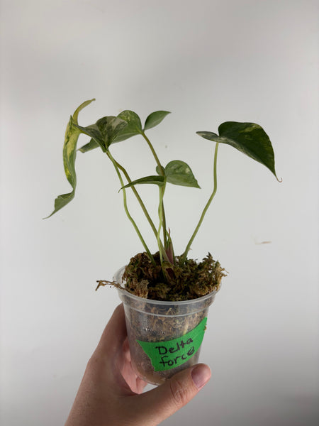 Anthurium delta force x clari variegated