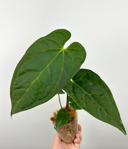 Anthurium crystallinum x Luxurians x sagittatum B (Thailand)