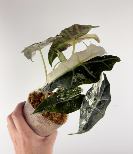 Alocasia amazonica polly variegated C